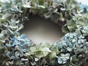 Close-up of hydrangea flowers