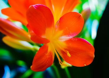 Close-up of red flowering plant