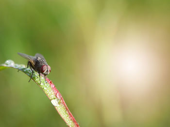 Close-up of insect on leaf