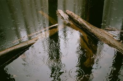 Reflection of trees in water