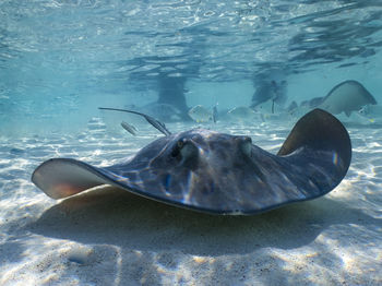 Close-up of fish swimming in sea
