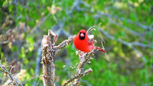 Close-up of bird perching on branch