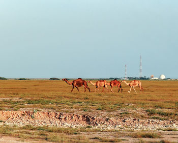 Camels  in a field