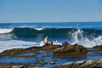 Swan on rock by sea against clear blue sky