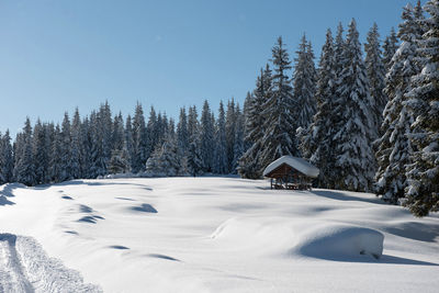 Alpine landscape with snow covered mountains, fir trees and pine forest at winter
