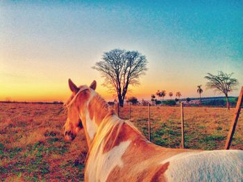 Horse on field against clear sky during sunset