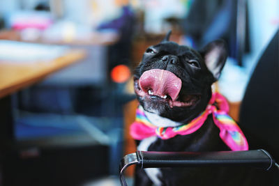 Close-up of a dog looking away