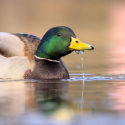 Close-up of a duck in lake