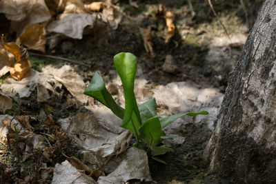 Close-up of fresh plants on field