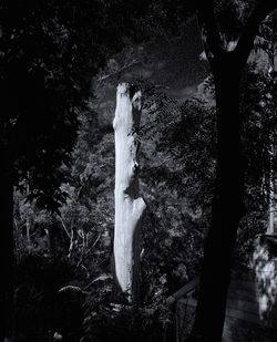 View of an animal on tree trunk