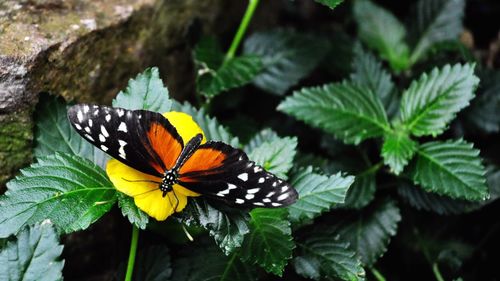 Close-up of butterfly on leaf