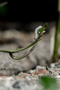 Close-up of insect on leaf