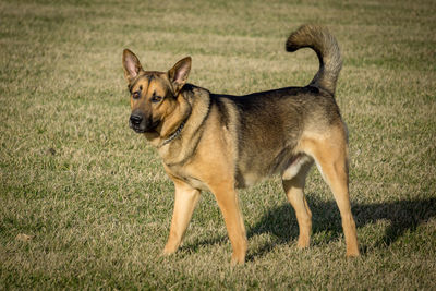 Portrait of dog on field