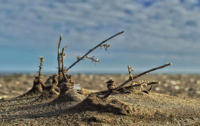 Close-up of sand on field against sky