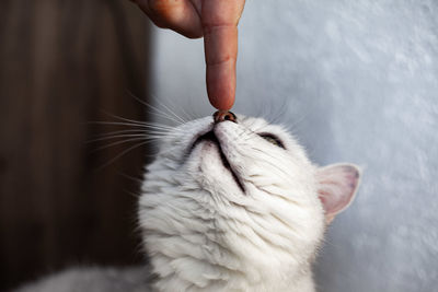 Close-up of hand holding cat