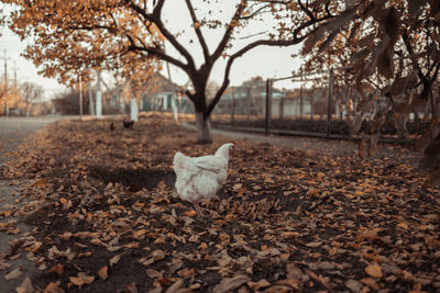 Cat on field