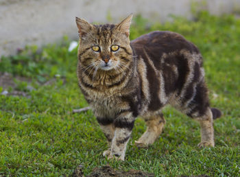 Portrait of tabby cat on field