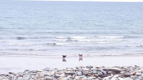 People standing on shore by sea