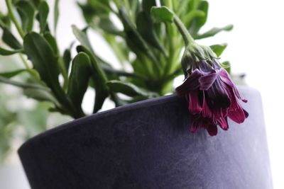 Close-up of flower against white wall