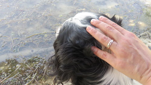 Cropped image of hand stroking dog at lakeshore