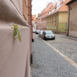 Close-up of insect on street