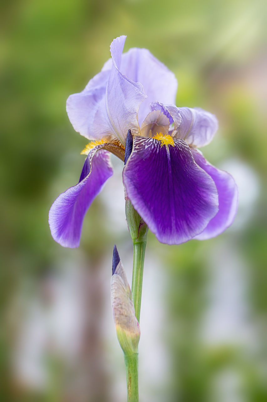 CLOSE-UP OF PURPLE FLOWERING PLANT