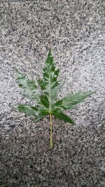 Plants growing on a tree