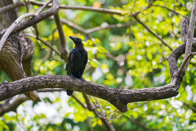 Low angle view of bird perching on branch