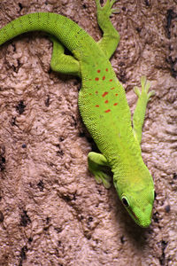 Close-up of lizard on tree trunk