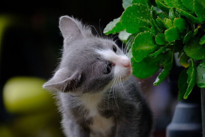 Close-up of cat looking away