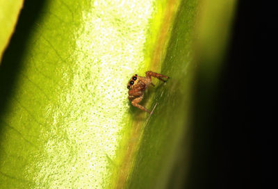 Close-up of insect on leaf