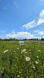 grassland