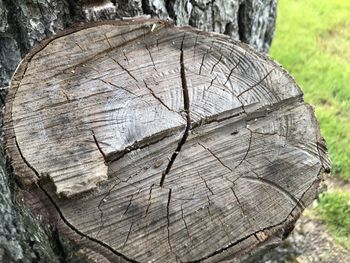 Close-up of tree stump in forest