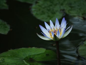 Close-up of lotus water lily in pond