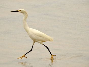 View of a bird on beach