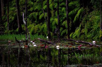 Scenic view of lake in forest