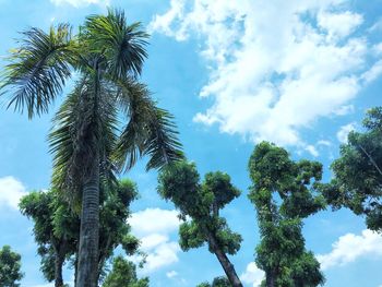 Low angle view of trees against sky