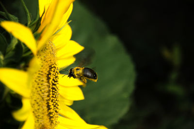 Close-up of bee pollinating on yellow flower