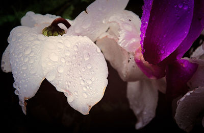 Close-up of pink flowers