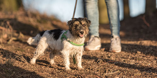 Low section of dog standing on field