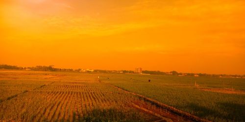 Scenic view of field against sky during sunset