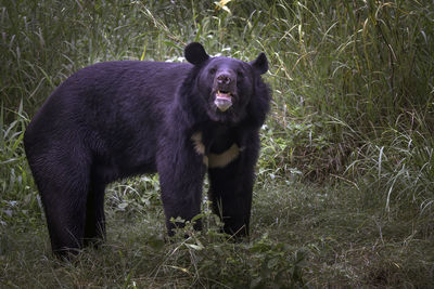 Portrait of black bear standing on field