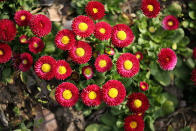 Close-up of red flowers blooming outdoors