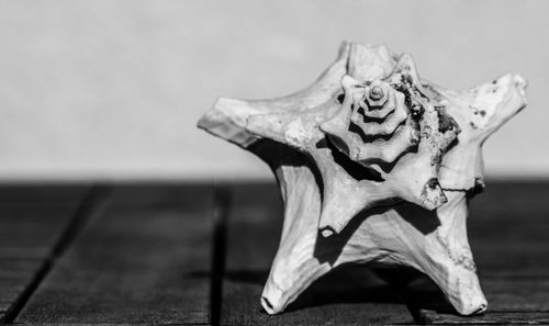 Close-up of conch