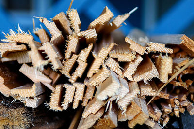 Close-up of dried plant