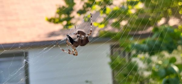 Close-up of spider on web