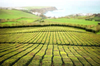 agriculture