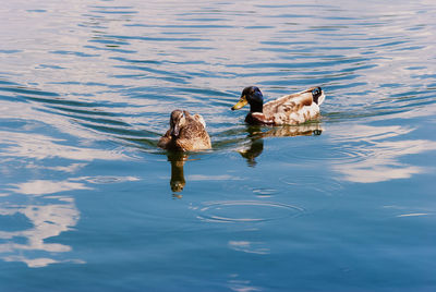 View of a duck swimming in lake