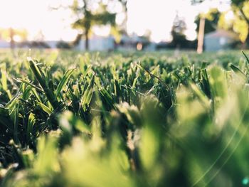 Close-up of plants growing on field