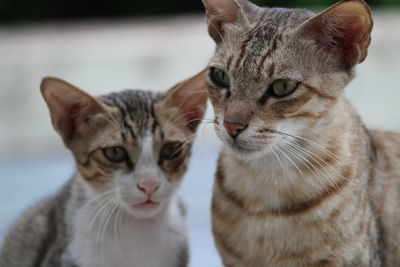 Close-up portrait of cats